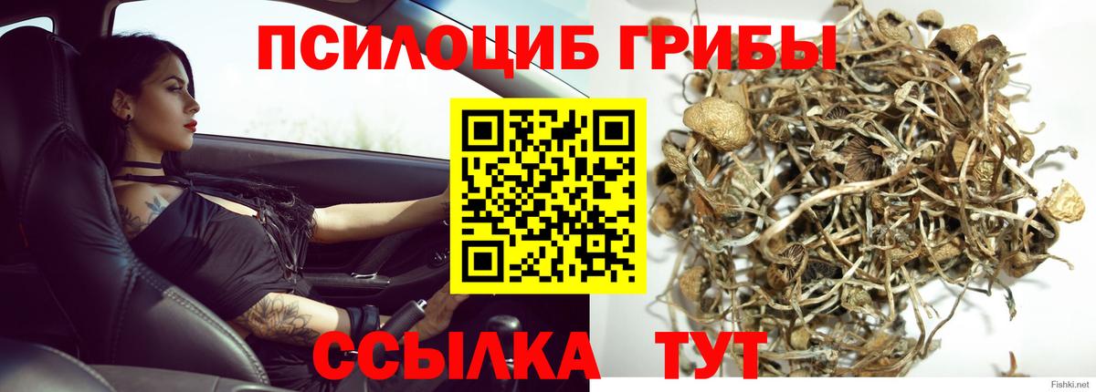 Кемерово  Галлюциногенные грибы Psilocybe  Вход с VPN 